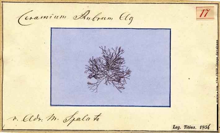 Ceramium virgatum_17.jpg